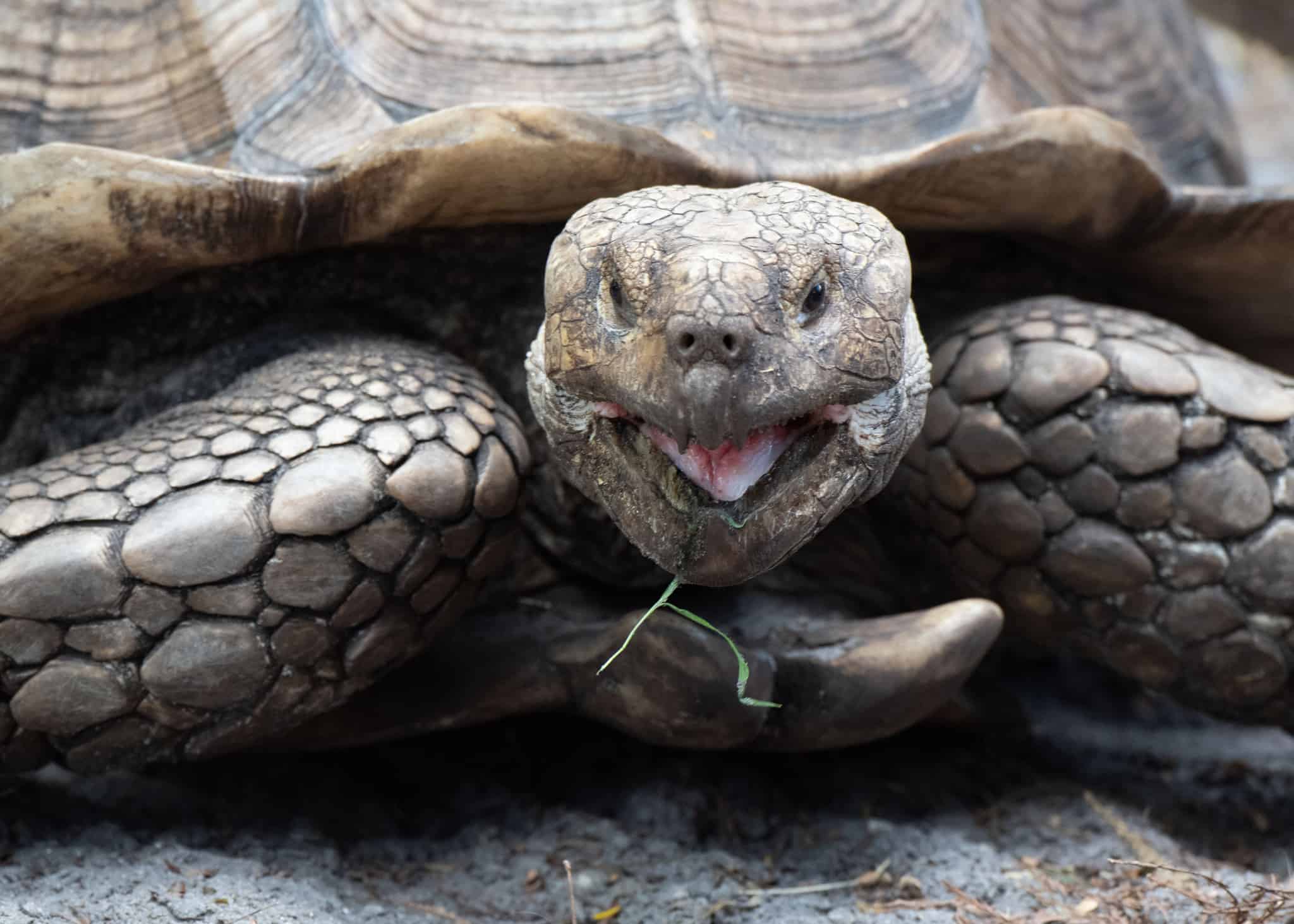 10 Incredible Sulcata Tortoise Facts - A-Z Animals