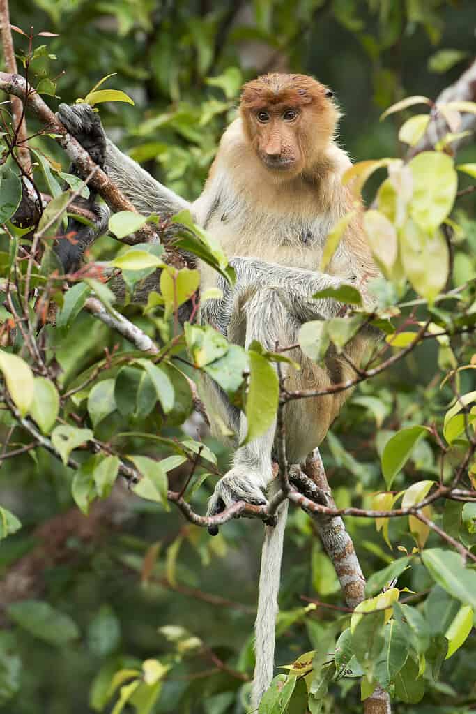 Proboscis monkey in the jungle