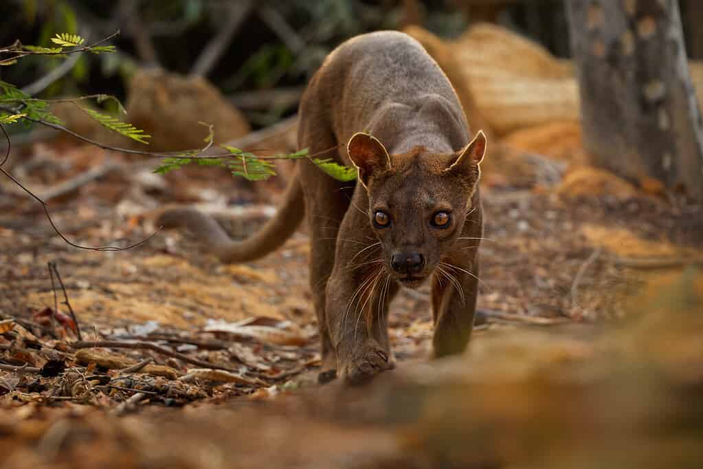 Fossa - Cryptoprocta ferox long-tailed mammal endemic to Madagascar, family Eupleridae, related to the Malagasy civet, the largest mammalian carnivore and top or apex predator on Madagascar.