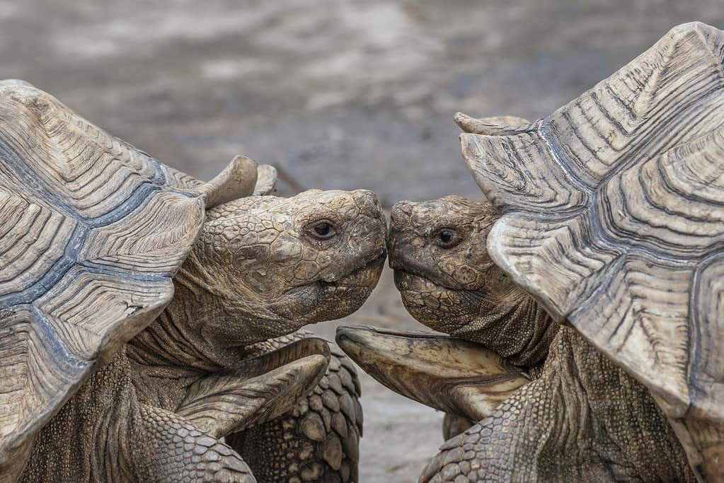 african spurred tortoise or Geochelone Sulcata in zoo