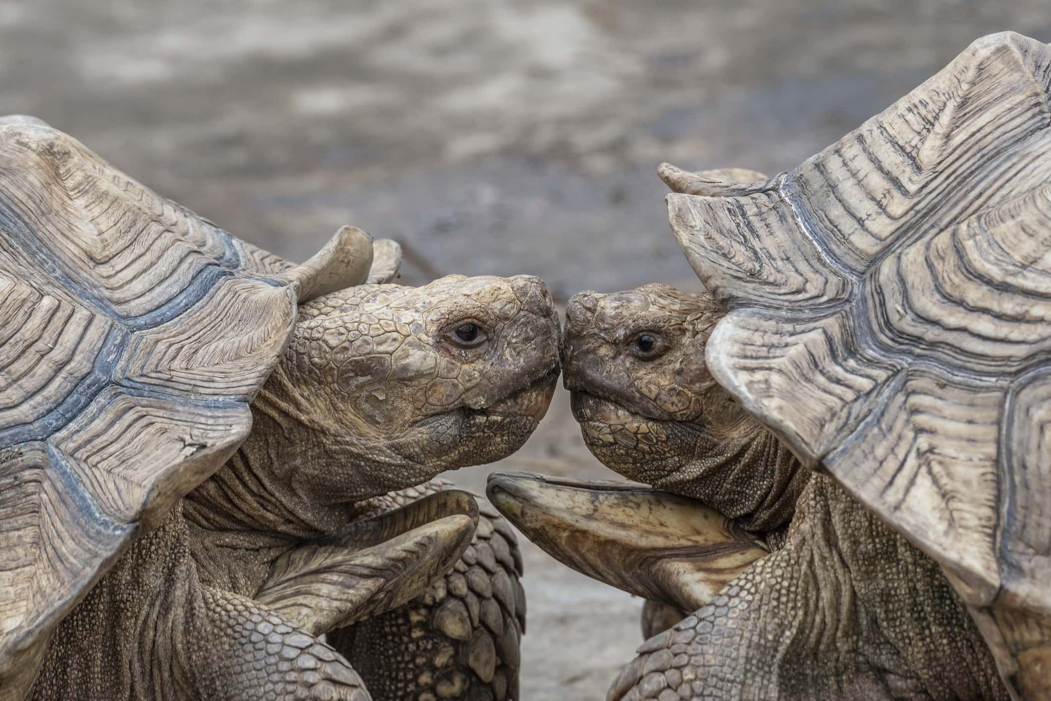 african spurred tortoise or Geochelone Sulcata in zoo