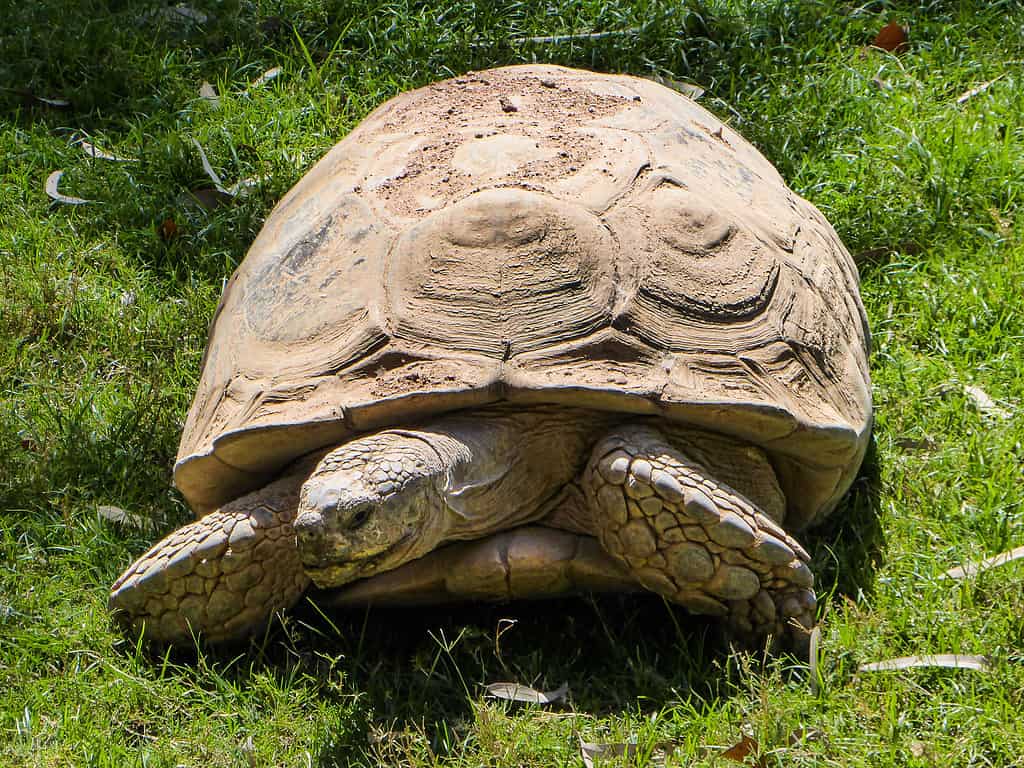 An African spurred tortoise (sulcata tortoise) on green grass at the zoo on a sunny day