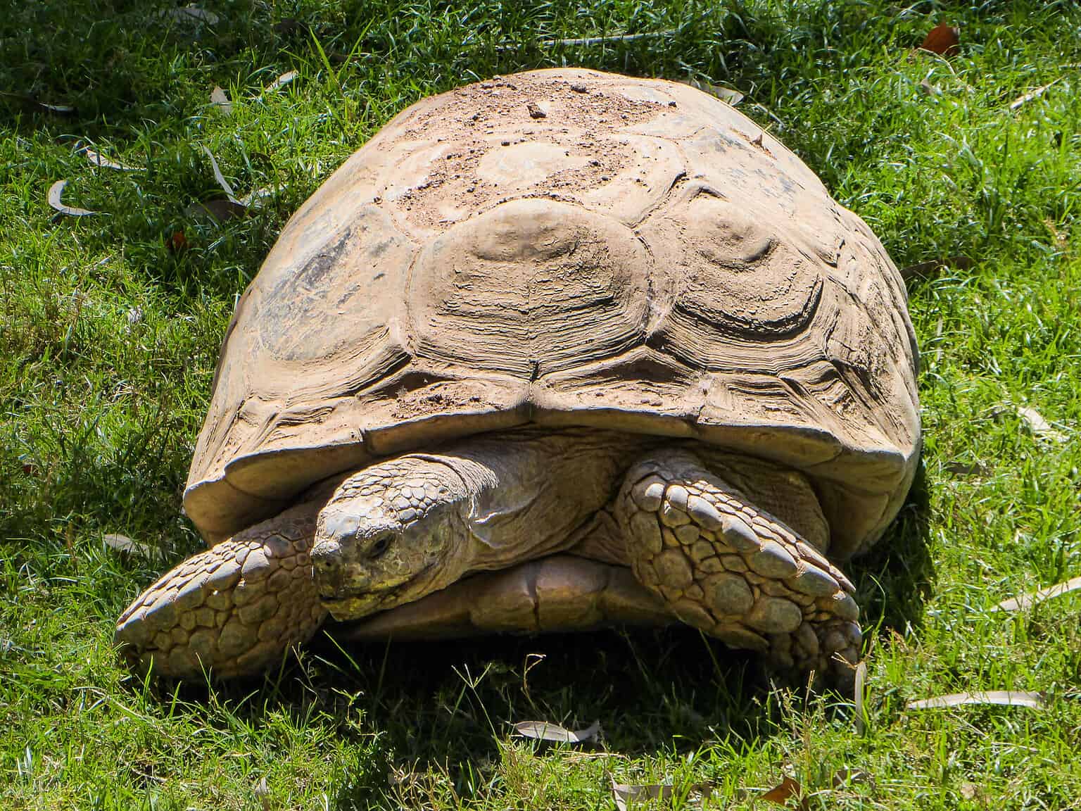 10 Key Facts About Sulcata Tortoises - A-Z Animals