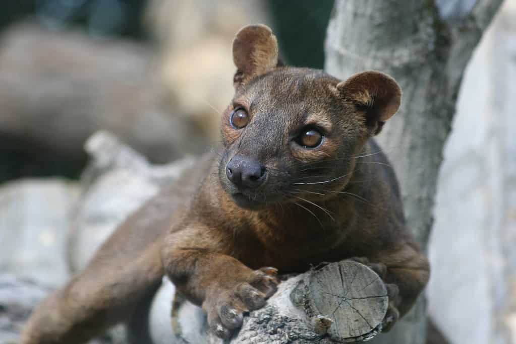 Fossa with an inquisitive look