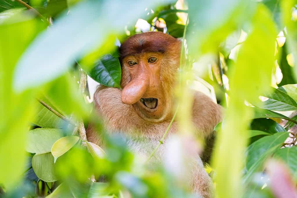 Proboscis monkey in the canopy jungle rainforest of Borneo Malaysia