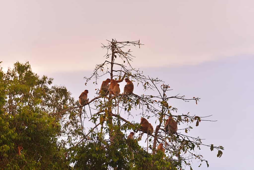 Proboscis monkey clan sitting in a tree-top at the kinabatangan wildlife sanctuary as the sun goes down