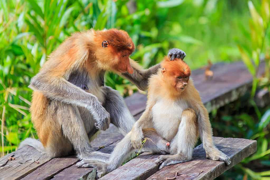 proboscis monkey or nasalis larvatus