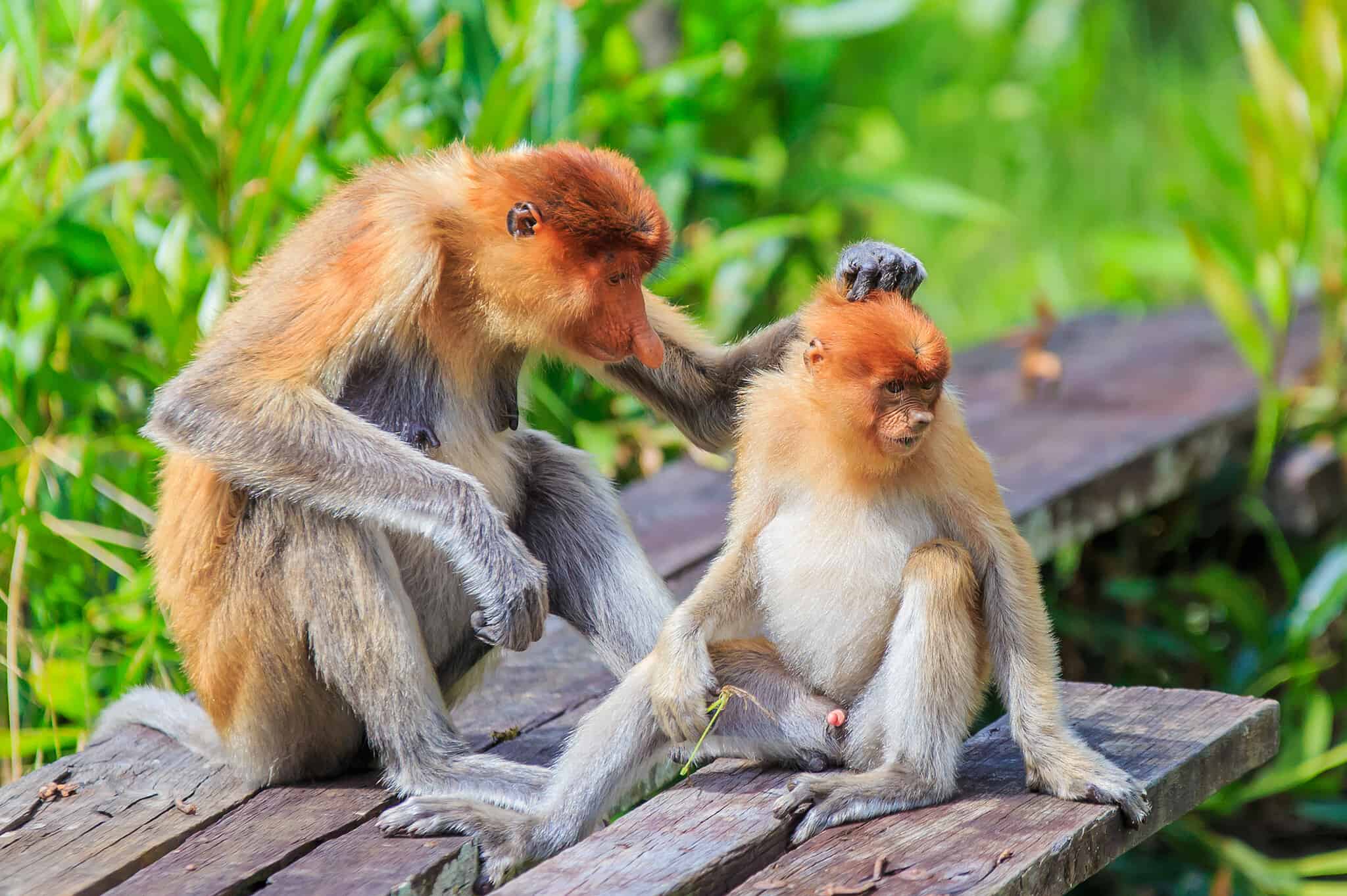 Endangered Efforts: Proboscis Monkey - A-Z Animals