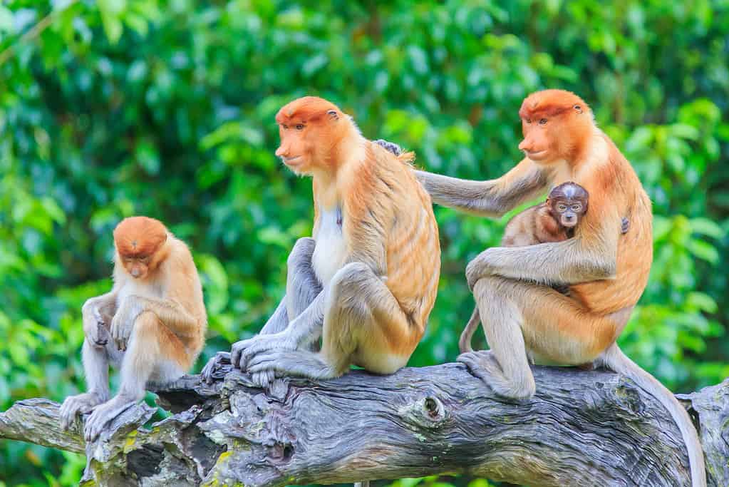 proboscis monkey or nasalis larvatus