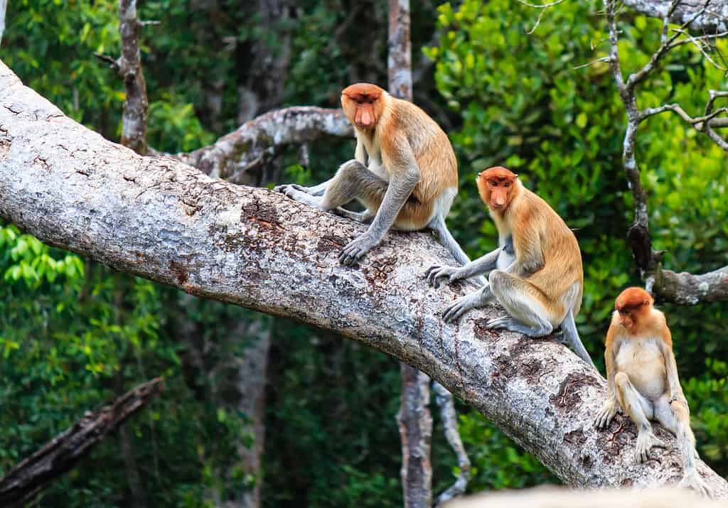 A family of Proboscis Monkeys in the mangroves.