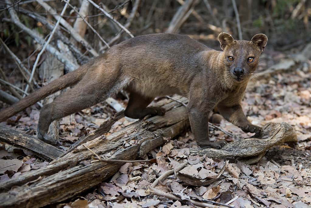 Fossa in the wilrd - Kirindy National Park - Madagascar