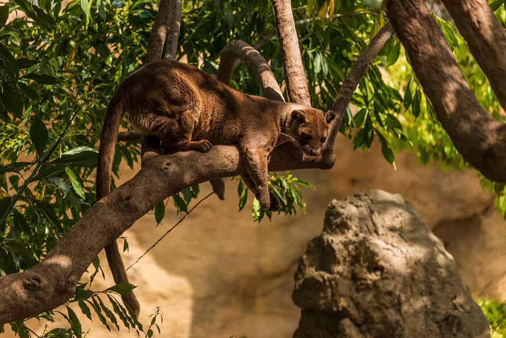 Fossa sitting in a tree, on the lurk.