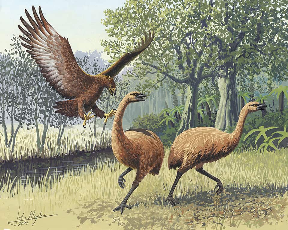 Giant Haast's eagle had a strong beak and talons