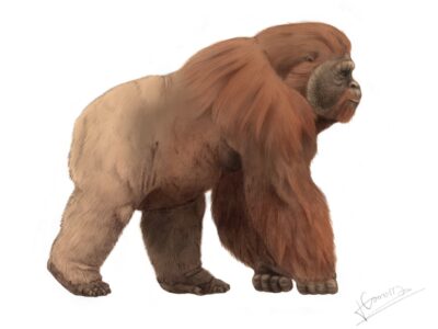 Gigantopithecus Picture