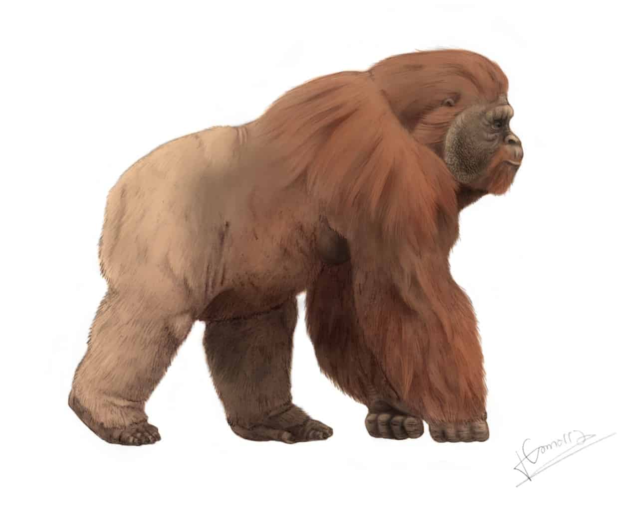 Gigantopithecus Animal Facts | G. blacki - AZ Animals