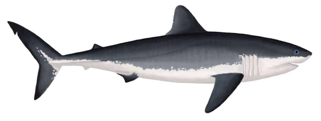 Ginsu Shark (Cretoxyrhina_mantellii)