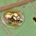 Golden tortoise beetle