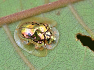 A Golden Tortoise Beetle