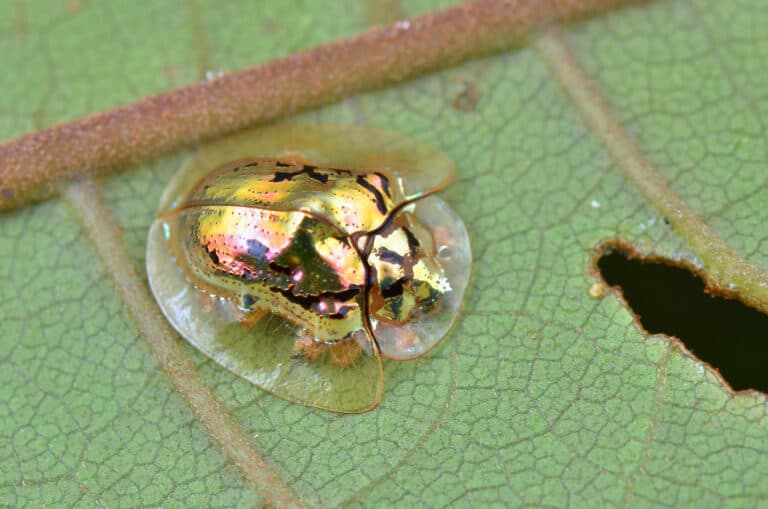 Golden tortoise beetle feeds on leaf