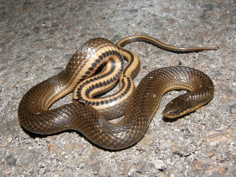 Gulf Swampsnake