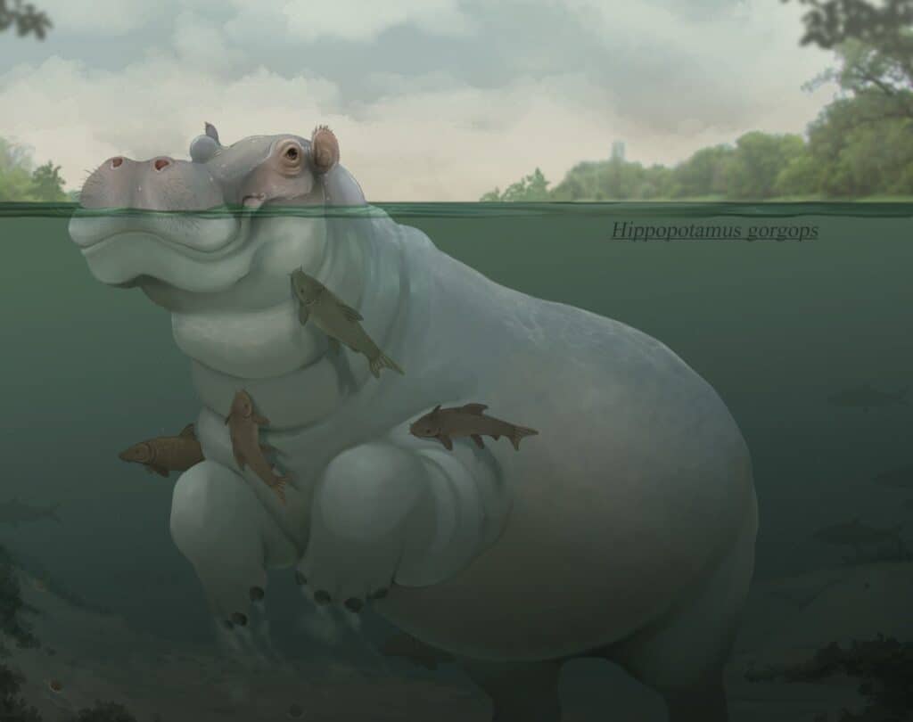 Hippopotamus gorgops