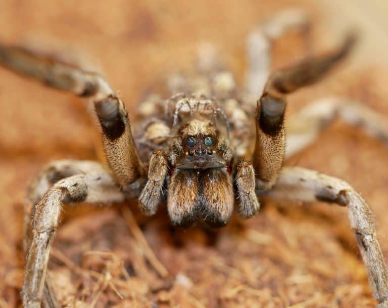 biggest spiders pennsylvania