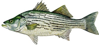 A hybrid striped bass, also known as a wiper or whiterock bass