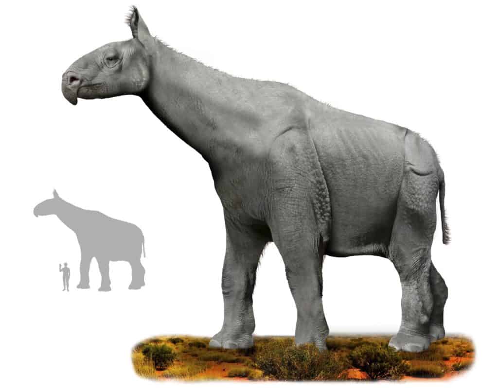 Paraceratherium