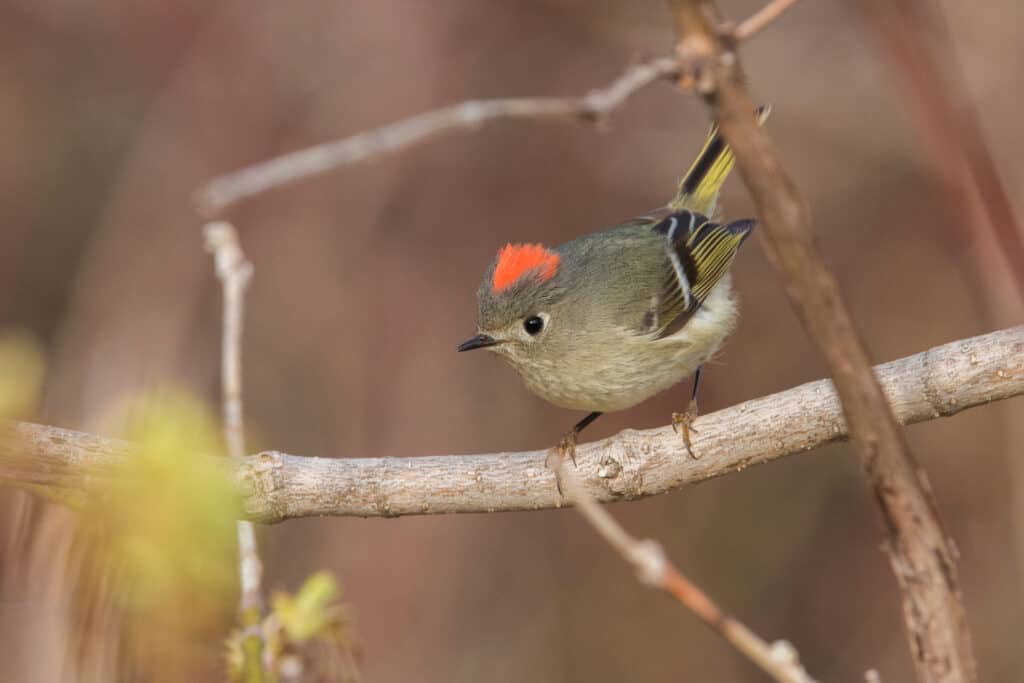 Ruby-Red Kinglet coloring