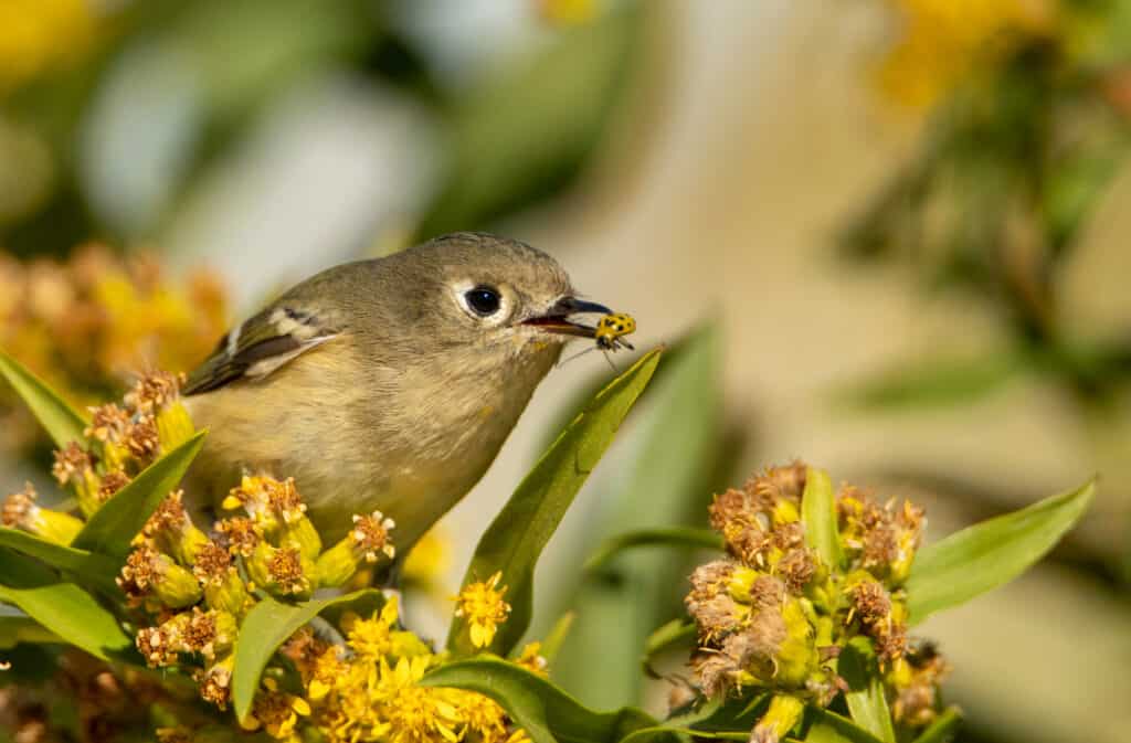 Ruby-Crowned Kinglet