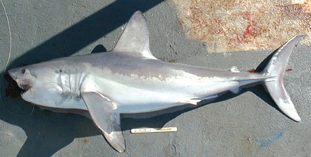 porbeagle