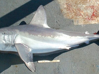 A Porbeagle Shark