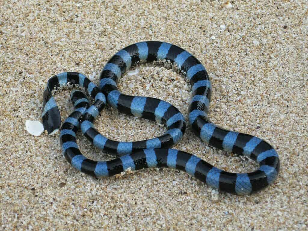 Laticauda laticaudata blue-banded sea snake