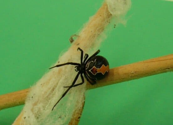 5 Extinct Types of Spiders - And 3 Critically Endangered Spiders that ...