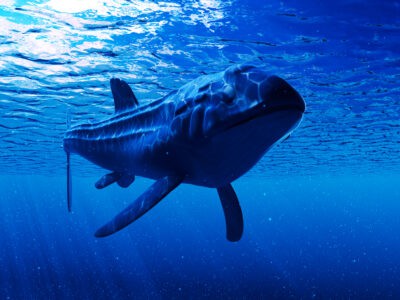 Leedsichthys Picture