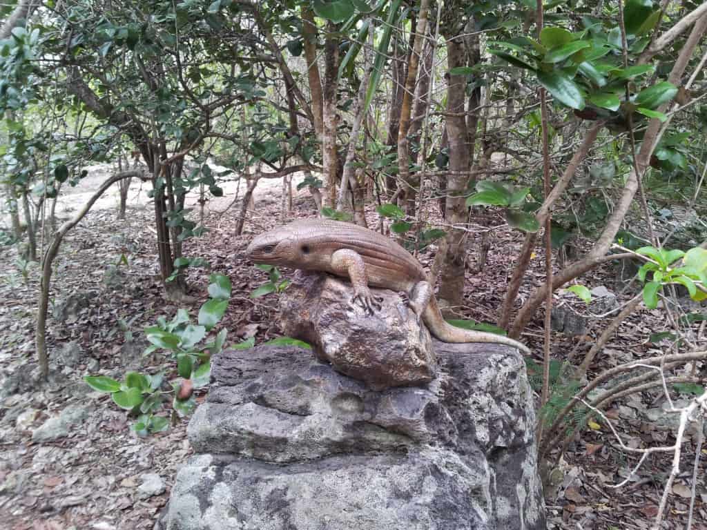 Mauritian Giant Skink