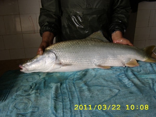 Mangar fish