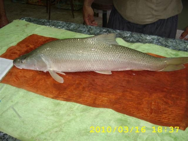 Mangar fish