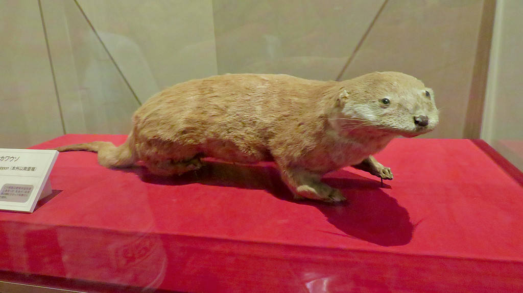extinct Japanese river otter