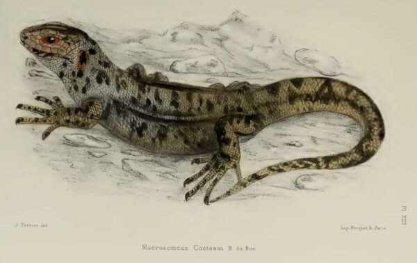 Discover 10 Extinct Lizard Species - A-Z Animals