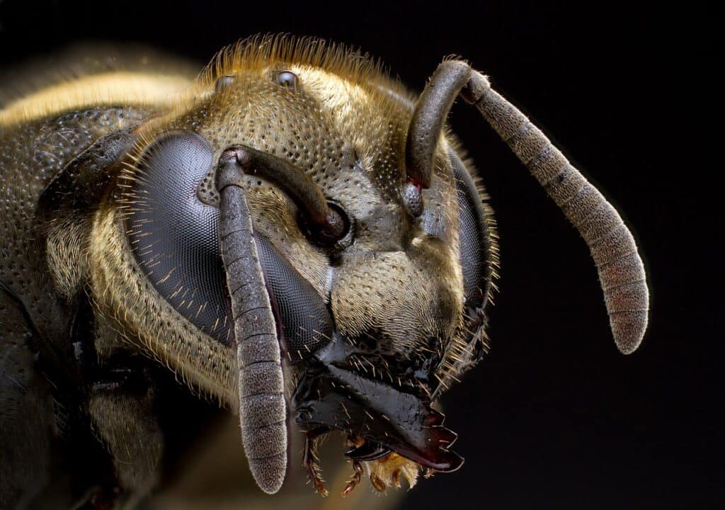 Mexican Honey Wasp