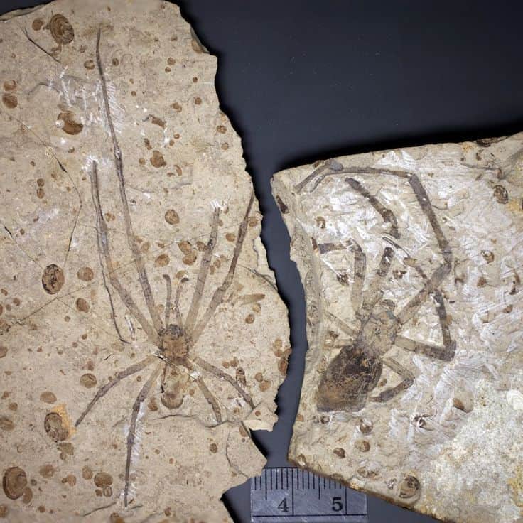 Mongolarachne - Prehistoric Spider