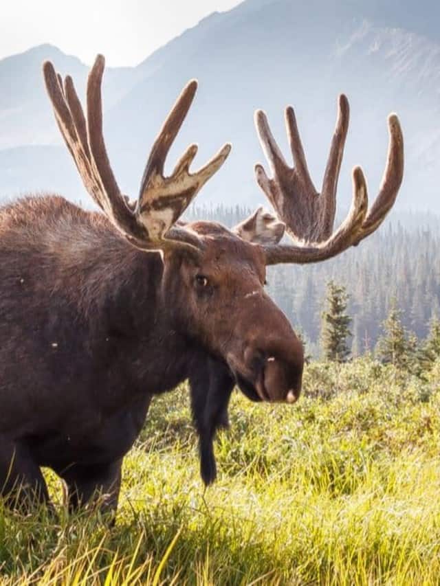 the largest animal in Montana is the moose which weighs 1,500 pounds