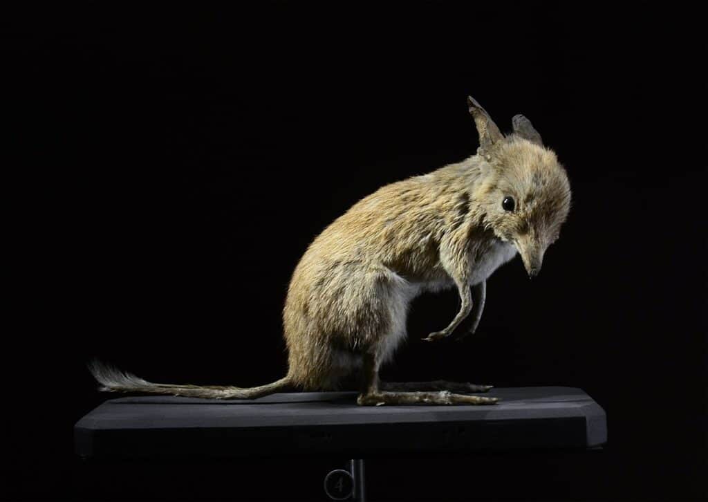 Pig-footed Bandicoot