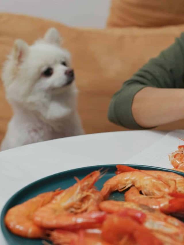 are shrimp safe for dogs