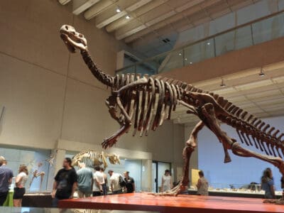 A Muttaburrasaurus langdoni