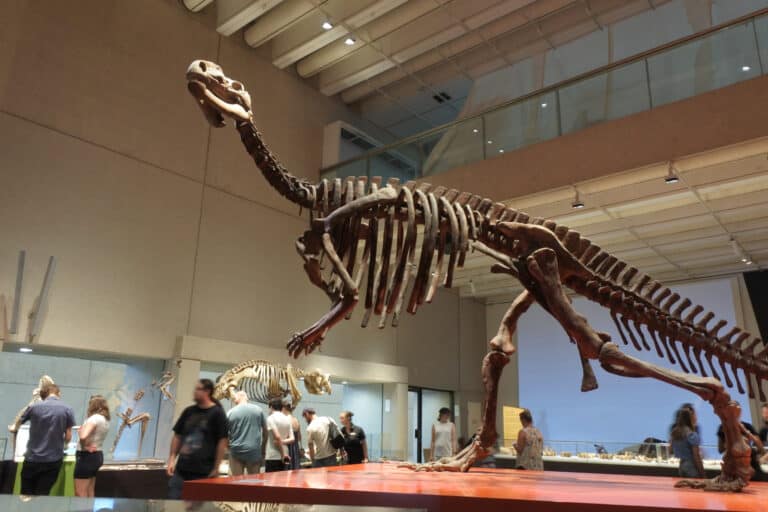 Muttaburrasaurus fossil