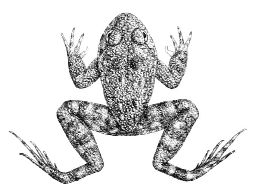 Gunther's Streamlined Frog (Nannophrys guentheri)