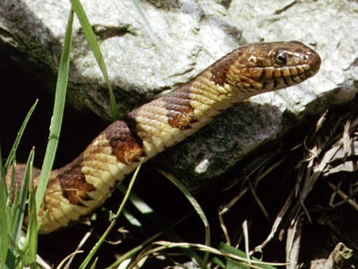 The common watersnake (Nerodia sipedon)