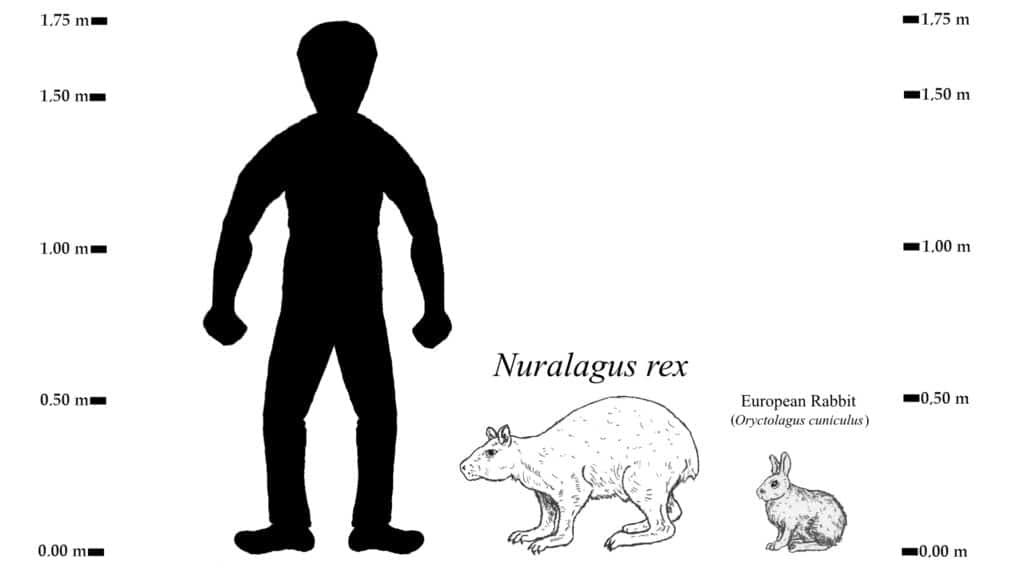 Nuralagus rex size comparison drawing